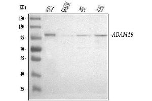 anti-ADAM Metallopeptidase Domain 19 (Adam19) (AA 286-298), (N-Term) antibody