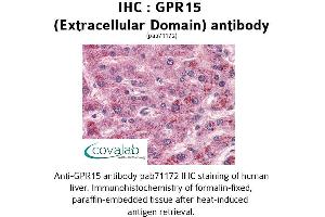 Image no. 2 for anti-G Protein-Coupled Receptor 15 (GPR15) (2nd Extracellular Domain) antibody (ABIN1734958) (GPR15 antibody  (2nd Extracellular Domain))