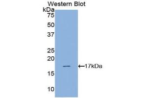 Western Blotting (WB) image for anti-Hypoxia Inducible Factor 1, alpha Subunit (Basic Helix-Loop-Helix Transcription Factor) (HIF1A) (AA 641-785) antibody (ABIN2933999)