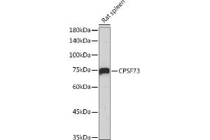 Western blot analysis of extracts of Rat spleen, using CPSF73 antibody (ABIN3015868, ABIN3015869, ABIN1679207, ABIN1679208 and ABIN7101452) at 1:1000 dilution. (CPSF3 antibody)
