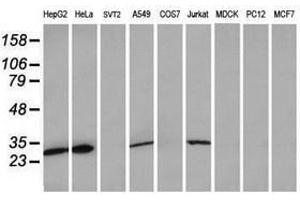 Image no. 12 for anti-Mitochondrial Ribosomal Protein S34 (MRPS34) antibody (ABIN1499567) (MRPS34 antibody)