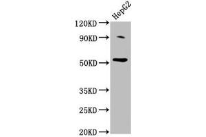 Western Blot Positive WB detected in: HepG2 whole cell lysate All lanes: U2AF2 antibody at 2 μg/mL Secondary Goat polyclonal to rabbit IgG at 1/50000 dilution Predicted band size: 54 kDa Observed band size: 54 kDa (U2AF2 antibody  (AA 124-246))