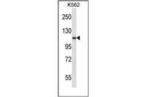 Western blot analysis of PCSK6 / PACE4 Antibody (C-term) in K562 cell line lysates (35ug/lane).