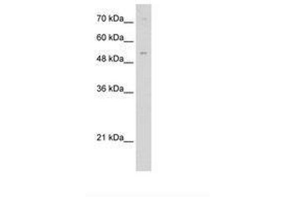 ZNF239 antibody  (AA 160-209)