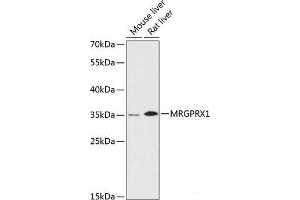 Western blot analysis of extracts of various cell lines using MRGPRX1 Polyclonal Antibody at dilution of 1:3000. (MRGPRX1 antibody)