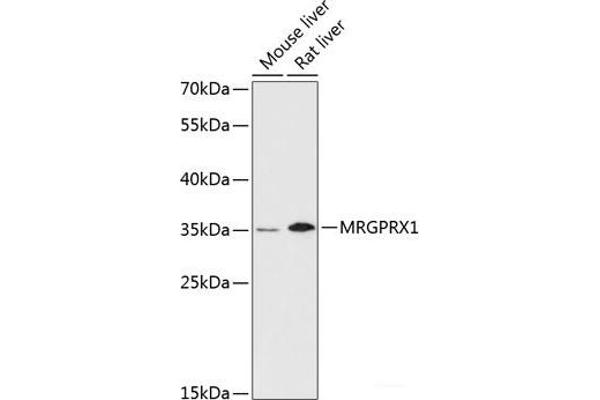MRGPRX1 anticorps