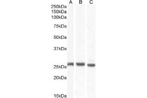ABIN190896 (0. (GJB2 antibody  (C-Term))