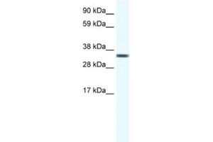 Western Blotting (WB) image for anti-Transcription Elongation Factor A Protein 1 (TCEA1) antibody (ABIN2461479) (TCEA1 antibody)