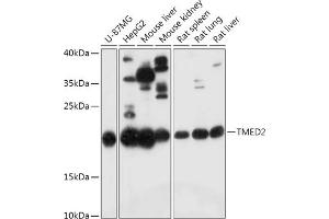 Western blot analysis of extracts of various cell lines, using TMED2 antibody (ABIN7270943) at 1:1000 dilution. (TMED2 antibody  (AA 60-170))