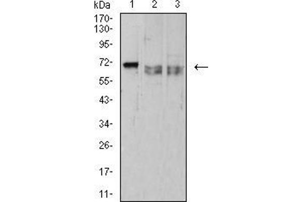 CD42b antibody  (AA 17-183)