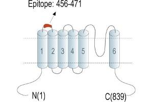 Representative domain view of the target of ABIN7237907.