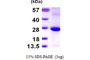 SDS-PAGE (SDS) image for Translin (TSN) (AA 1-228) protein (ABIN667832)