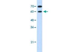 Western Blot analysis of HepG2 cell lysate with DMRT2 polyclonal antibody  at 1.