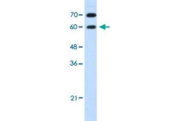 DMRT2 antibody  (N-Term)