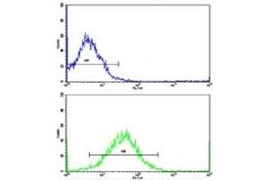 Flow cytometric analysis of K562 cells using TH antibody (bottom histogram) compared to a negative control (top histogram).