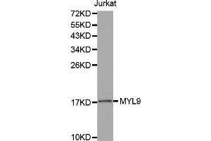 Western blot analysis of extracts of Jurkat cell line, using MYL9 antibody. (MYL9 antibody  (AA 1-100))