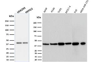 ABIN6383847 to PD-L1 was successfully used to stain an approx. (PD-L1 antibody  (Extracellular Domain))