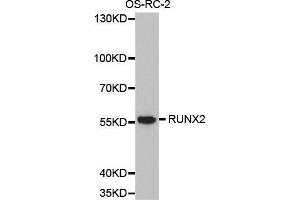 Western blot analysis of extracts of OS-RC-2 cell lines, using RUNX2 antibody.