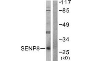 Western blot analysis of extracts from HuvEc cells, using SENP8 Antibody. (SENP8 antibody  (AA 161-210))
