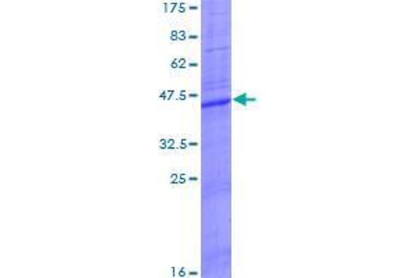 CLEC5A Protein (AA 1-188) (GST tag)