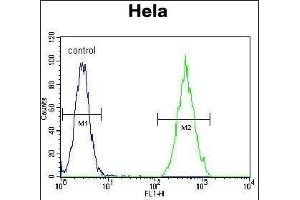 RARA Antibody (C-term) (ABIN657770 and ABIN2846746) flow cytometric analysis of Hela cells (right histogram) compared to a negative control cell (left histogram). (Retinoic Acid Receptor alpha antibody  (C-Term))