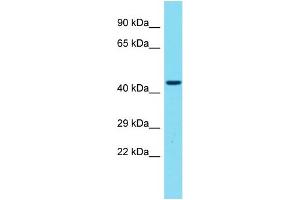 Host: Rabbit Target Name: GPR173 Sample Type: 721_B Whole Cell lysates Antibody Dilution: 1. (GPR173 antibody  (C-Term))