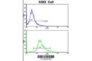 Flow cytometric analysis of K562 cells using CCRN4L Antibody (bottom histogram) compared to a negative control cell (top histogram). (CCRN4L antibody  (C-Term))