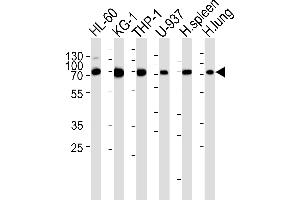 Western blot analysis of lysates from HL-60, KG-1, THP-1, U-937 cell line , human spleen and lung tissue lysate(from left to right), using IL8RB Antibody (N-term) (ABIN6243608 and ABIN6577433). (CXCR2 antibody  (N-Term))