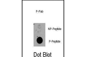 Dot blot analysis of anti-RPS6KA1-p Pab (R) on nitrocellulose membrane. (RPS6KA1 antibody  (pThr359))