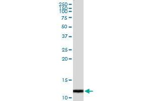 Immunoprecipitation of CLPS transfected lysate using anti-CLPS MaxPab rabbit polyclonal antibody and Protein A Magnetic Bead , and immunoblotted with CLPS MaxPab mouse polyclonal antibody (B01) . (CLPS antibody  (AA 1-112))