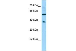 WB Suggested Anti-GPR78 Antibody Titration: 1. (GPR78 antibody  (C-Term))
