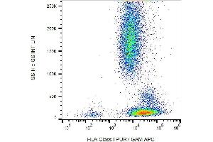 Surface staining of K562 cells with anti-HLA-class I (MEM-123) PE. (MICA antibody  (PE))