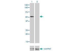 Western blot analysis of GSR over-expressed 293 cell line, cotransfected with GSR Validated Chimera RNAi (Lane 2) or non-transfected control (Lane 1).