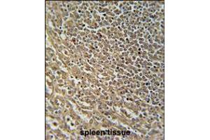 RASAL3 Antibody immunohistochemistry analysis in formalin fixed and paraffin embedded human spleen tissue followed by peroxidase conjugation of the secondary antibody and DAB staining. (RASAL3 antibody  (C-Term))