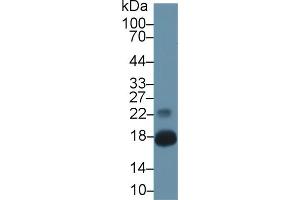 Western Blot; Sample: Mouse Pancreas lysate; Primary Ab: 1µg/ml Rabbit Anti-Mouse CHEM Antibody Second Ab: 0. (Chemerin antibody  (AA 21-155))