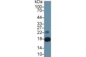 Western Blot; Sample: Mouse Pancreas lysate; Primary Ab: 1µg/ml Rabbit Anti-Mouse CHEM Antibody Second Ab: 0.