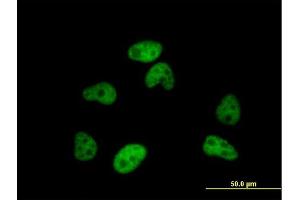 Immunofluorescence of purified MaxPab antibody to SFRS12 on HeLa cell. (SFRS12 antibody  (AA 1-508))