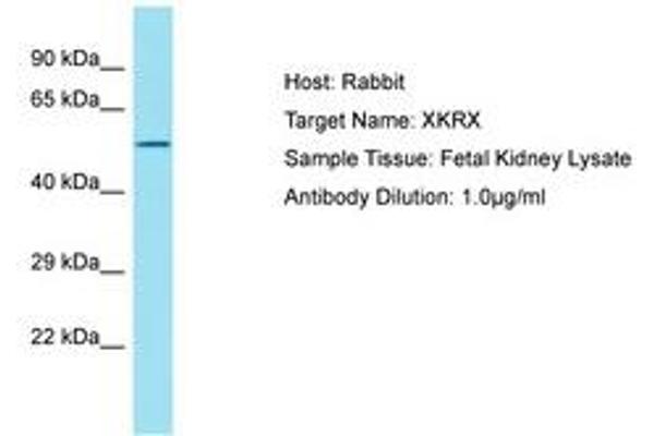 XKRX anticorps  (AA 87-136)