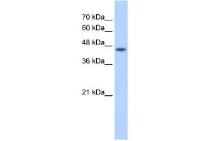 WB Suggested Antibody Titration:  2. (POFUT2 antibody  (C-Term))