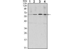 Western blot analysis using CCNB1 mouse mAb against Hela (1), Jurkat (2), K562 (3) and PC-12 (4) cell lysate.