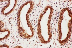 Immunohistochemistry (IHC) image for anti-Myelin Associated Glycoprotein (MAG) (AA 114-132), (N-Term) antibody (ABIN3044143)