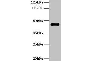 Western blot All lanes: STRADA antibody IgG at 1.