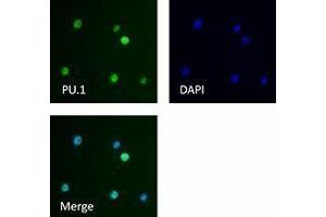 Immunofluorescence (IF) image for anti-Spleen Focus Forming Virus (SFFV) Proviral Integration Oncogene Spi1 (SPI1) antibody (ABIN2666294) (SPI1 antibody)