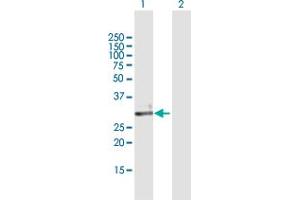 ECH1 antibody  (AA 1-328)