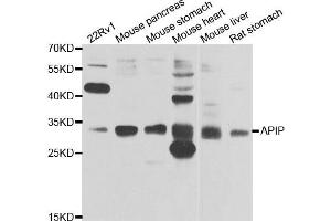Western blot analysis of extracts of various cell lines, using APIP antibody. (APIP antibody)
