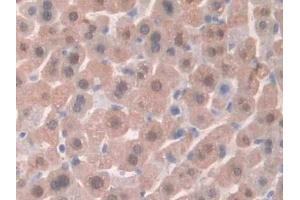 Detection of HPSE in Mouse Liver Tissue using Polyclonal Antibody to Heparanase (HPSE) (HPSE antibody  (AA 280-412))