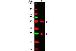 WBM - MOUSE IgG [H&L] Antibody CY5 Conjugated Pre-adsorbed Western Blot of Cy5 conjugated Goat anti-Mouse IgG Pre-adsorbed secondary antibody. (Goat anti-Mouse IgG Antibody (Cy5) - Preadsorbed)