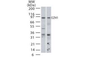 Image no. 1 for anti-Enhancer of Zeste Homolog 1 (EZH1) (AA 350-400) antibody (ABIN208437) (EZH1 antibody  (AA 350-400))