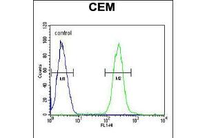Flow cytometric analysis of CEM cells (right histogram) compared to a negative control cell (left histogram). (ATP6V0A4 antibody  (AA 235-261))