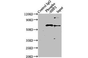Immunoprecipitating Phospho-PTPN11 in Hela whole cell lysate treated with Pervanadate Lane 1: Rabbit control IgG(1 μg)instead of ABIN7127735 in Hela whole cell lysate treated with Pervanadate. (Recombinant PTPN11 antibody  (pTyr542))